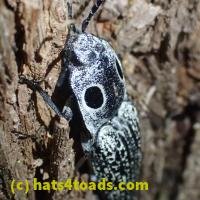 /home//u458753944/public_html/sourcegallery//////////////////////////////////////Insects and small critters/beetles (Coleoptera)/P5260539.JPG
